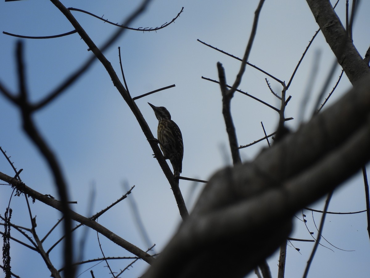 Philippine Pygmy Woodpecker - ML617597586