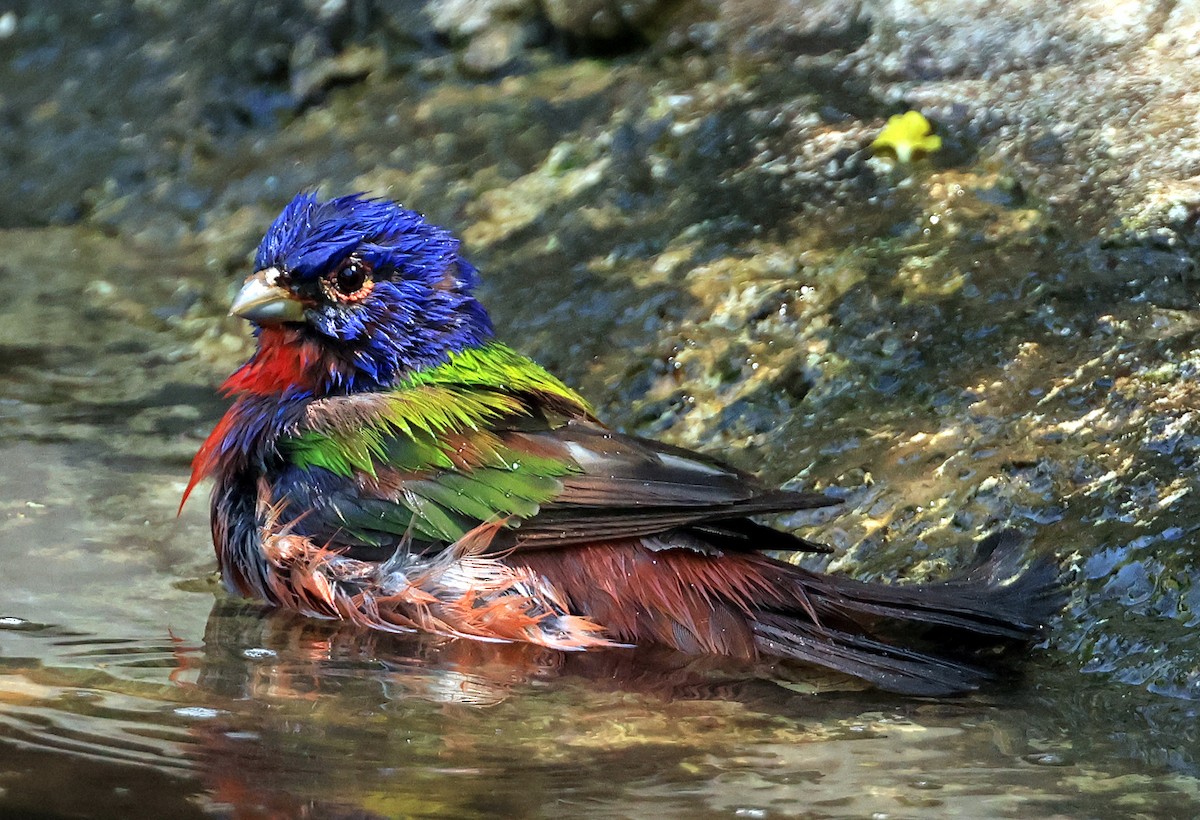 Painted Bunting - ML617597589