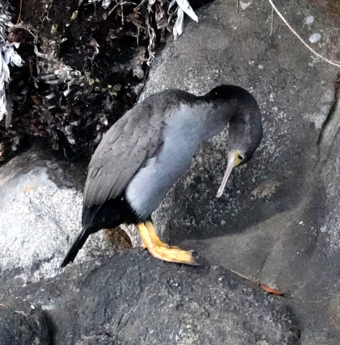Spotted Shag - ML617597643