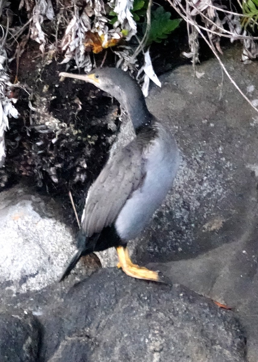 Spotted Shag - ML617597644