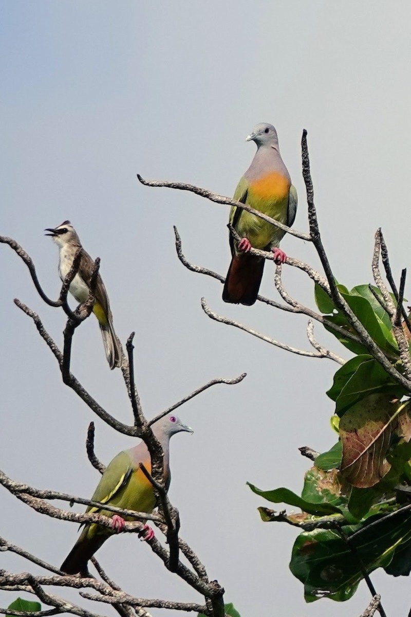 holub papouščí - ML617597655
