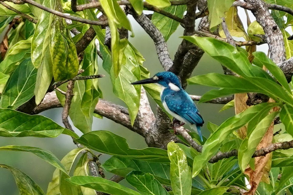 Small Blue Kingfisher - ML617597677