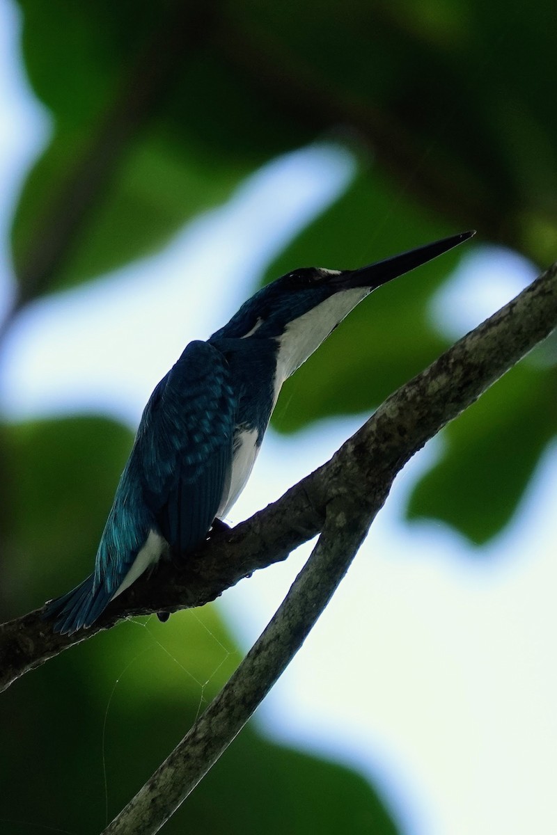Small Blue Kingfisher - Brecht Caers