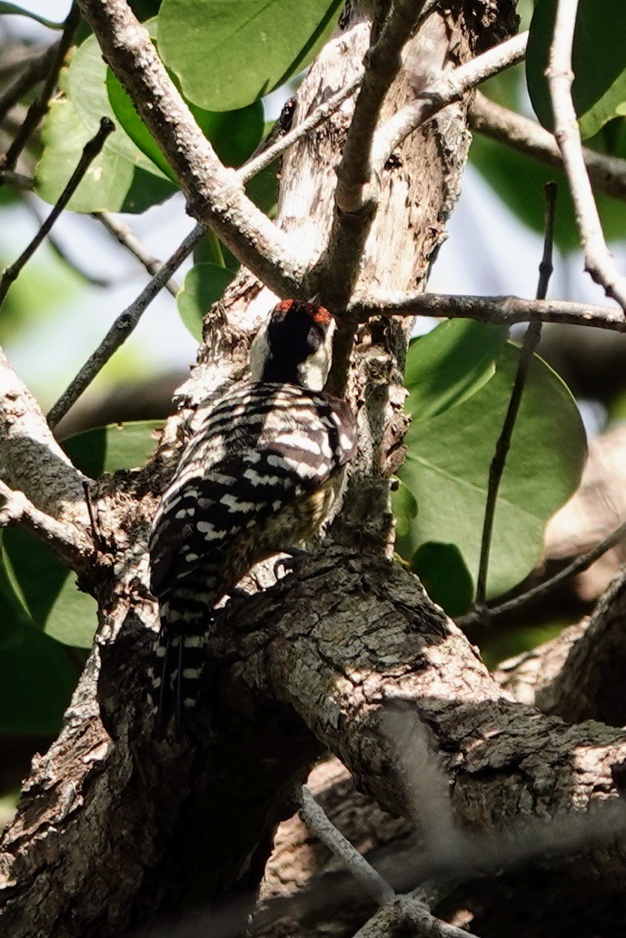Freckle-breasted Woodpecker - ML617597693