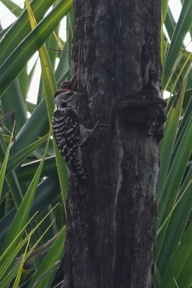 Freckle-breasted Woodpecker - ML617597694