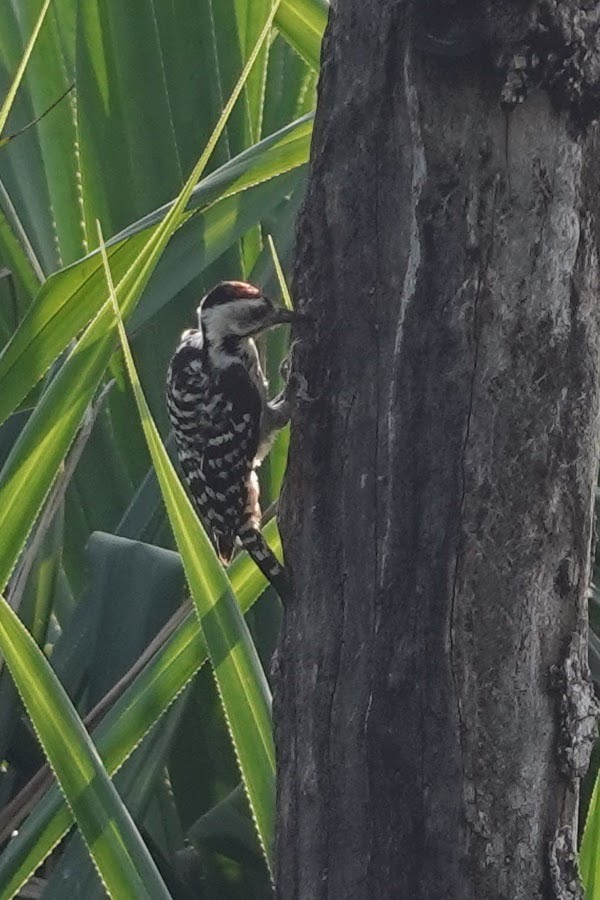 Freckle-breasted Woodpecker - ML617597695