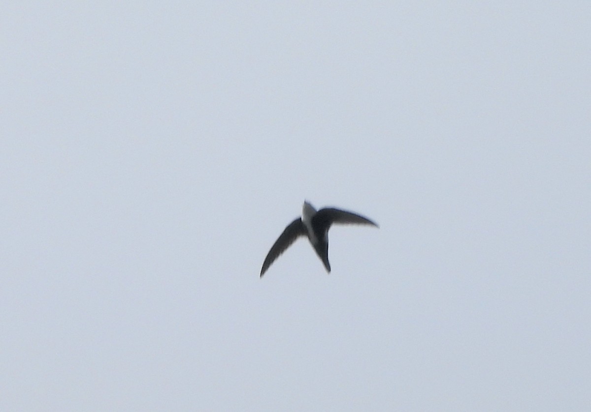 White-throated Swift - ML617597759