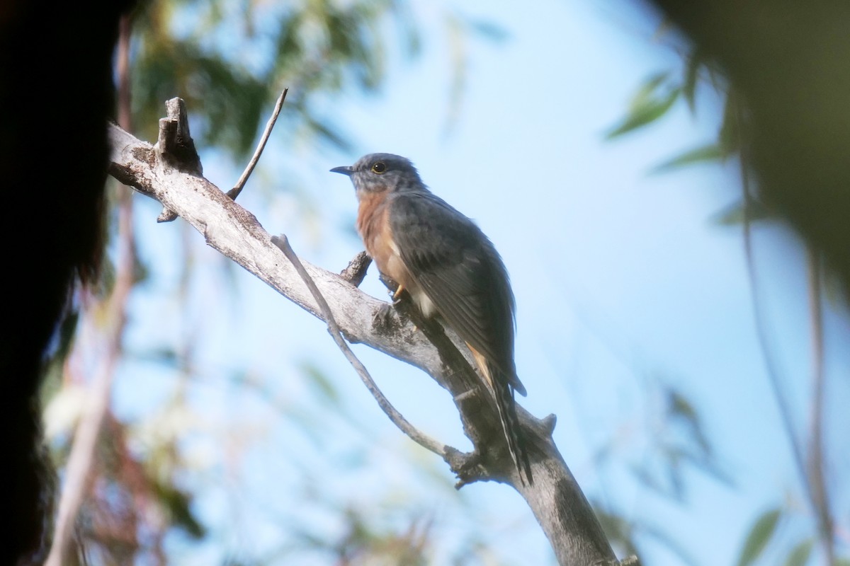 Fan-tailed Cuckoo - Jenny Stiles