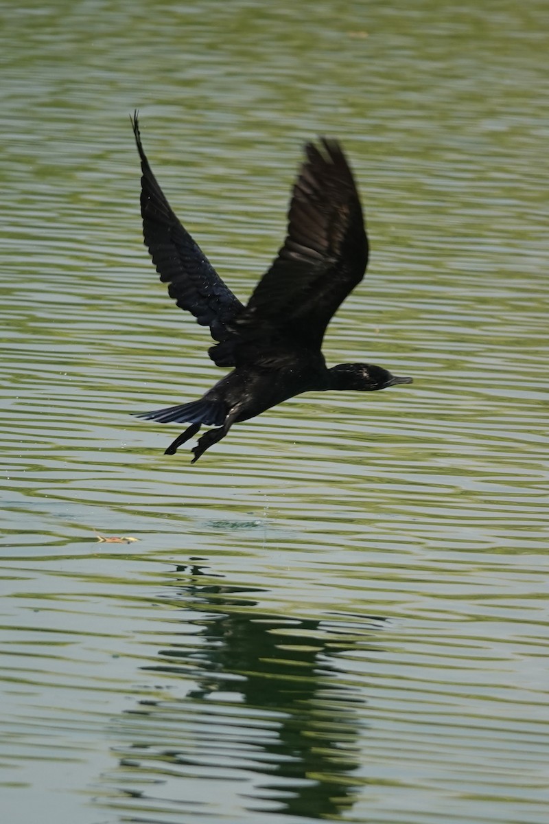 Little Black Cormorant - ML617597836