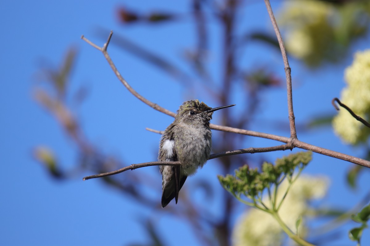 Anna's Hummingbird - ML617597896