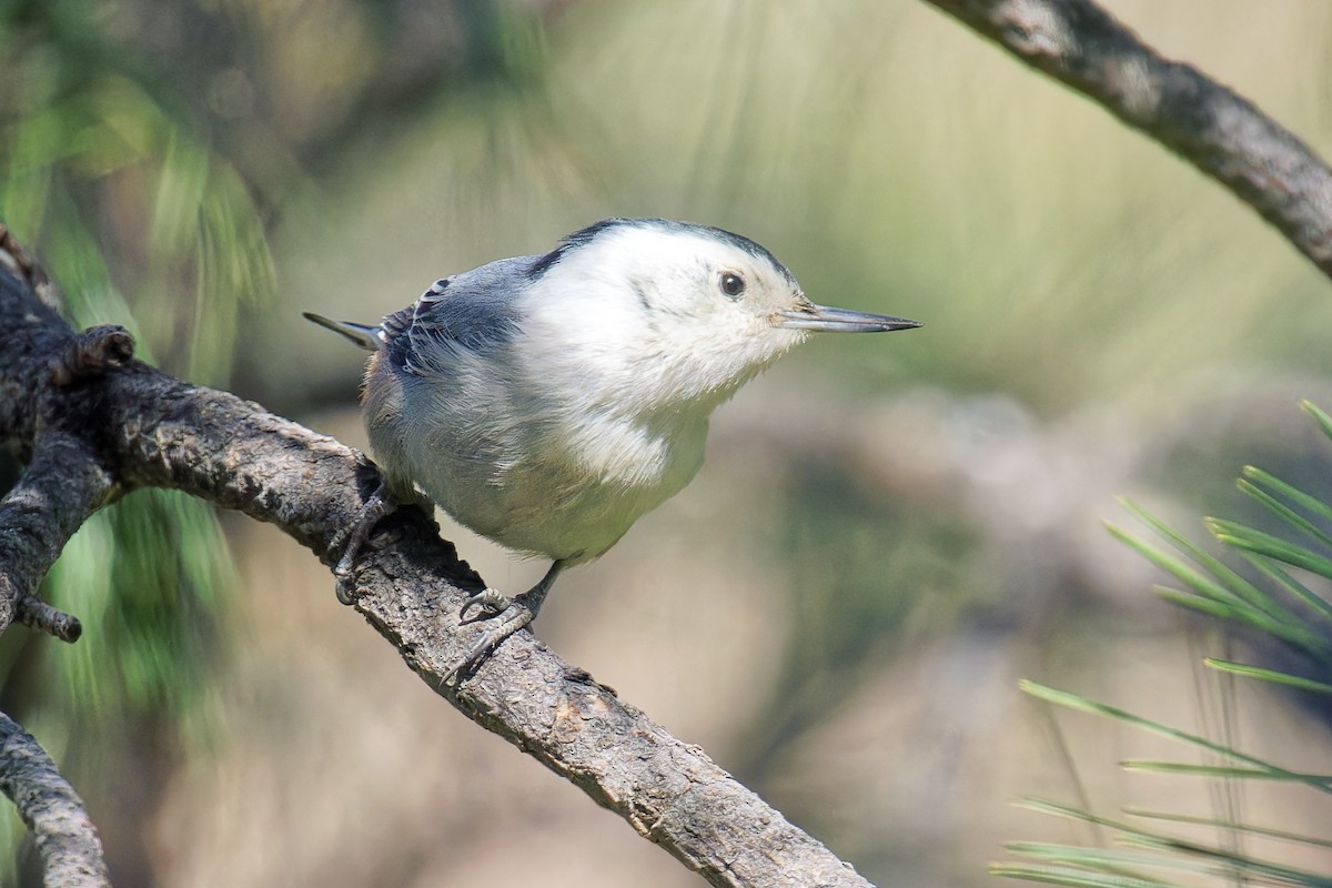 White-breasted Nuthatch - ML617597902
