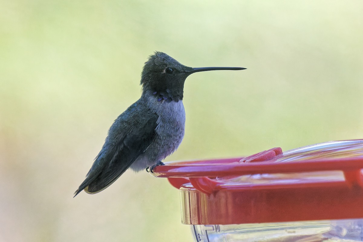 Black-chinned Hummingbird - ML617597918