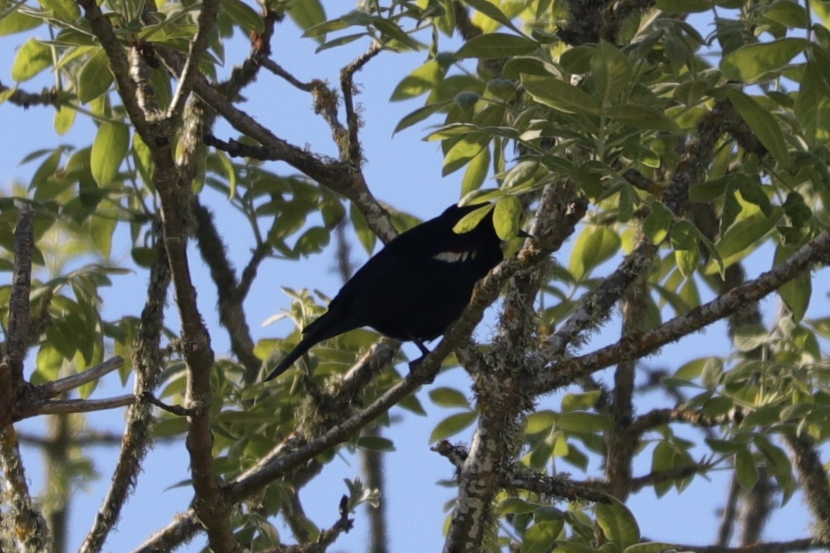 Tricolored Blackbird - Colton Veltkamp
