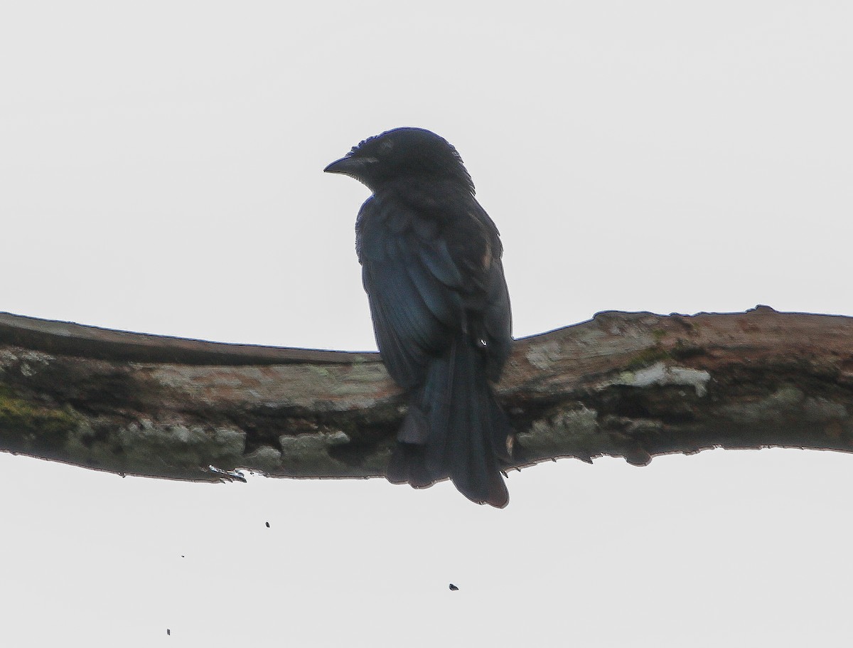 Greater Racket-tailed Drongo - ML617597947