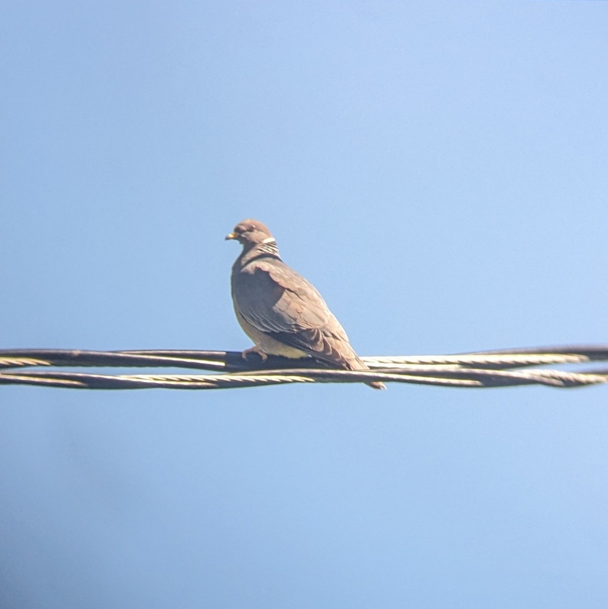 Band-tailed Pigeon - Catrina Smith