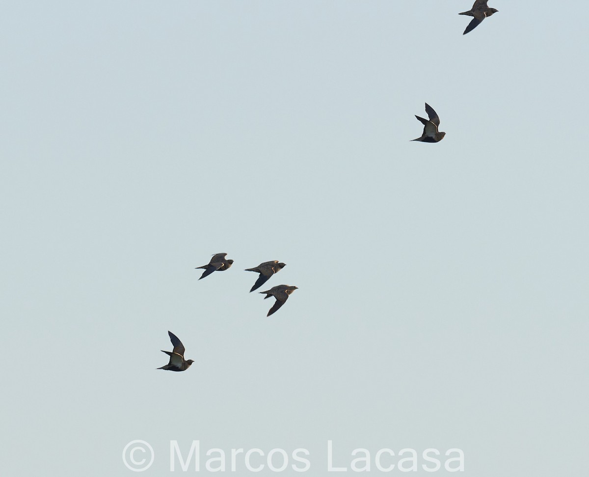 Black-bellied Sandgrouse - Marcos Lacasa