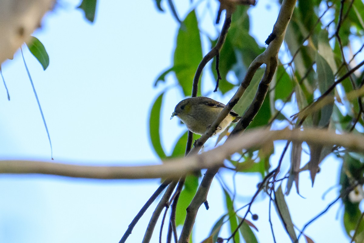 Forty-spotted Pardalote - ML617598032