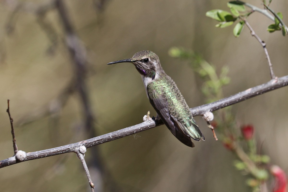 Costa's Hummingbird - ML617598058