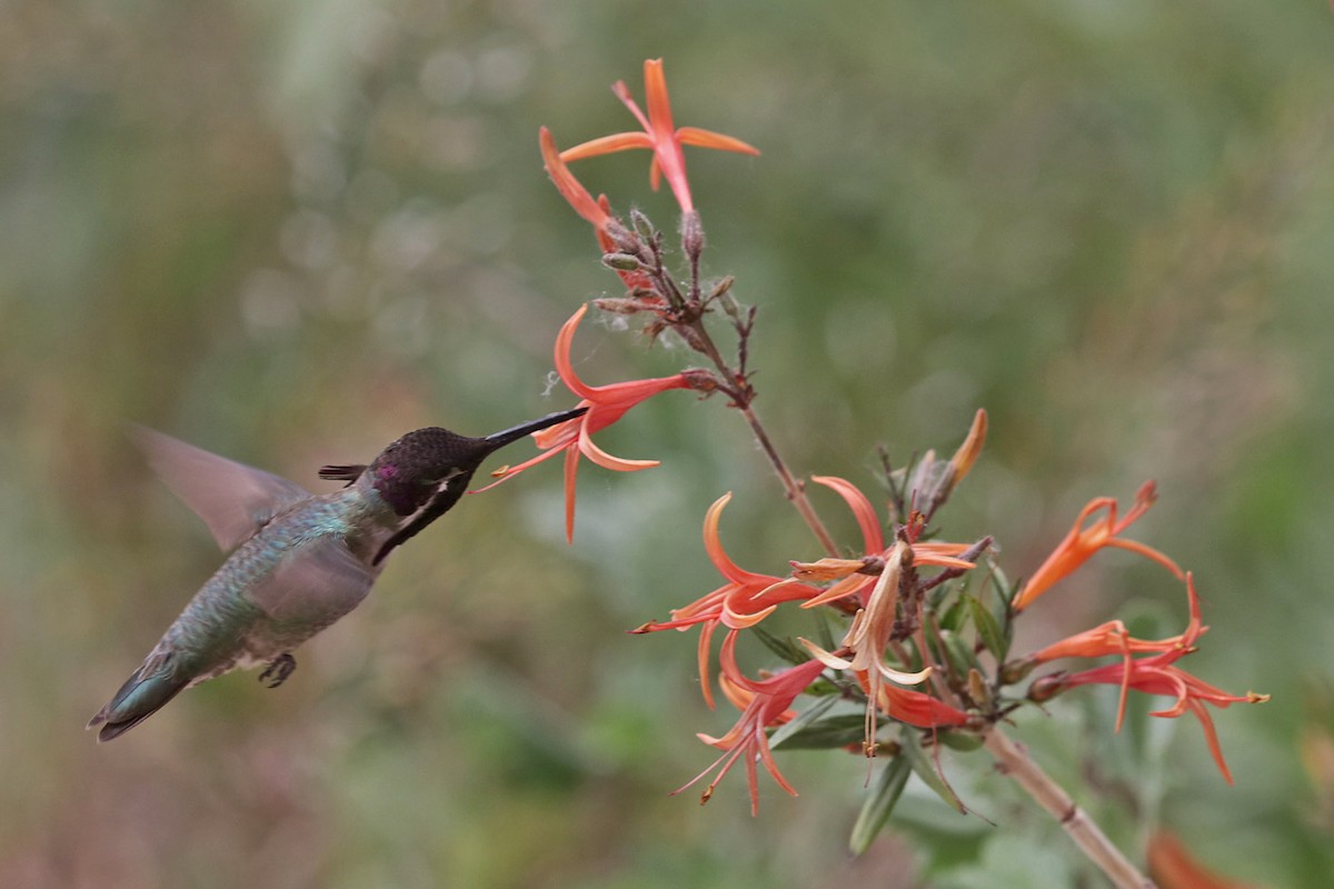 Costa's Hummingbird - ML617598059