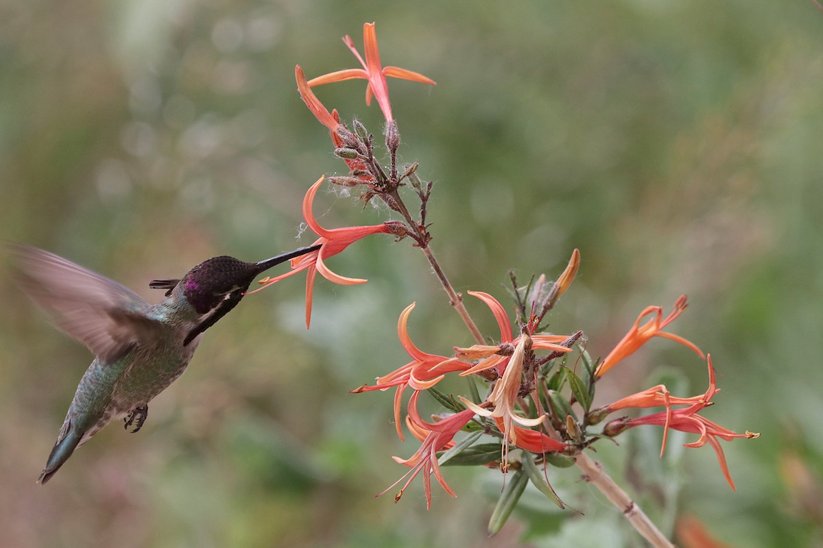 Costa's Hummingbird - ML617598060