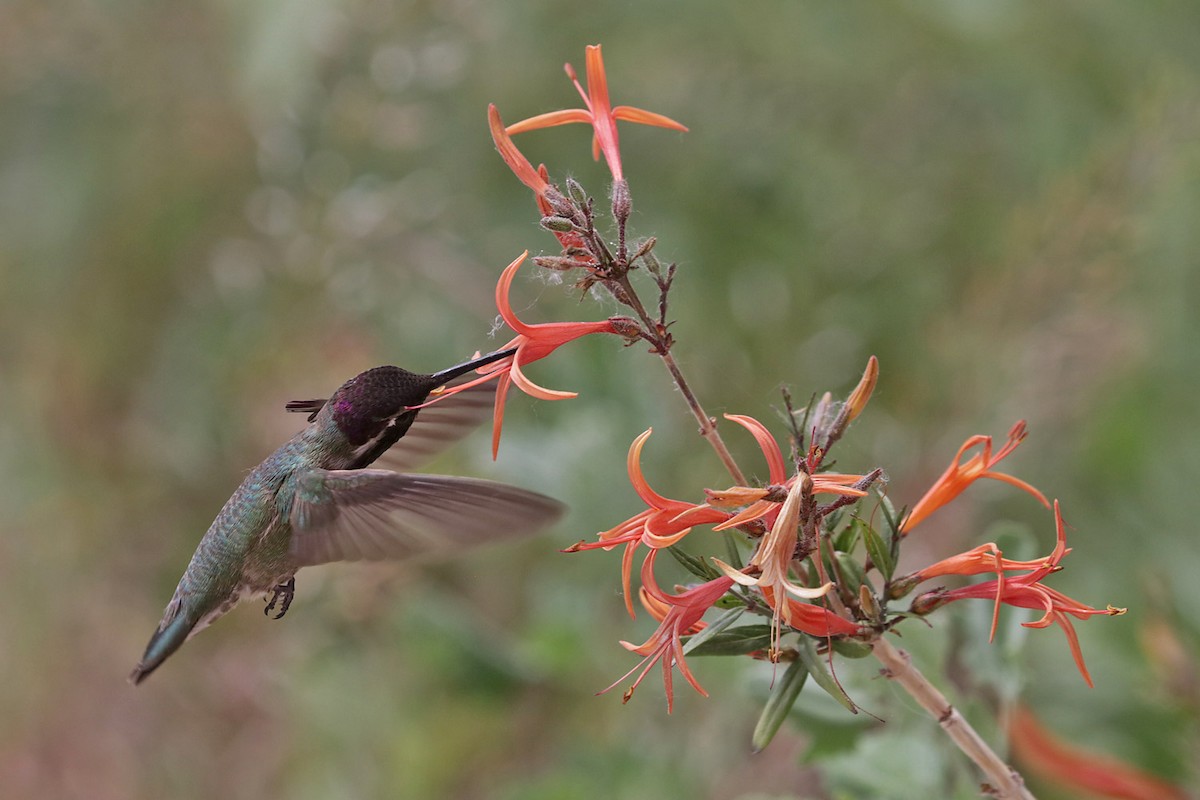 Costa's Hummingbird - ML617598061