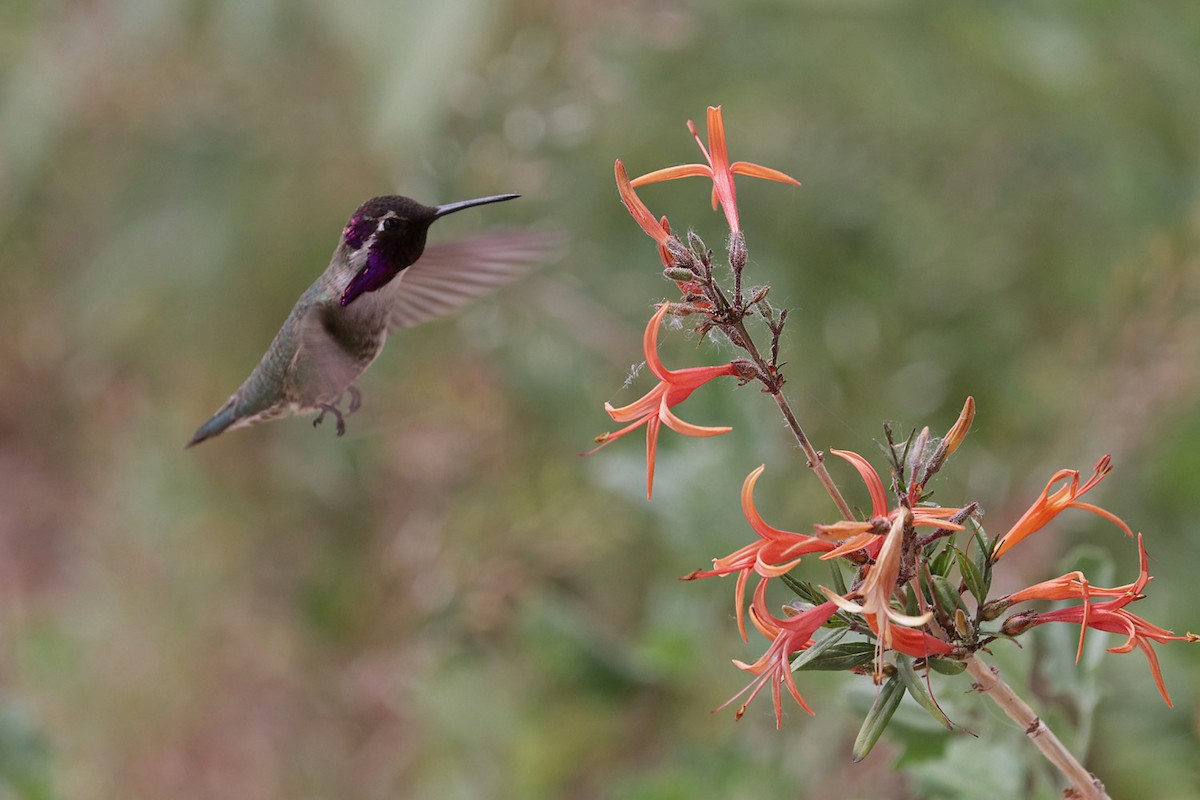 Costa's Hummingbird - ML617598062