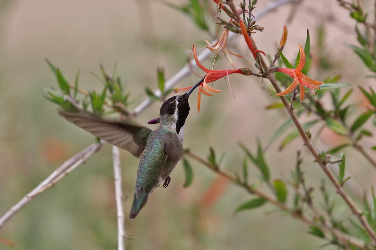 Costa's Hummingbird - ML617598063