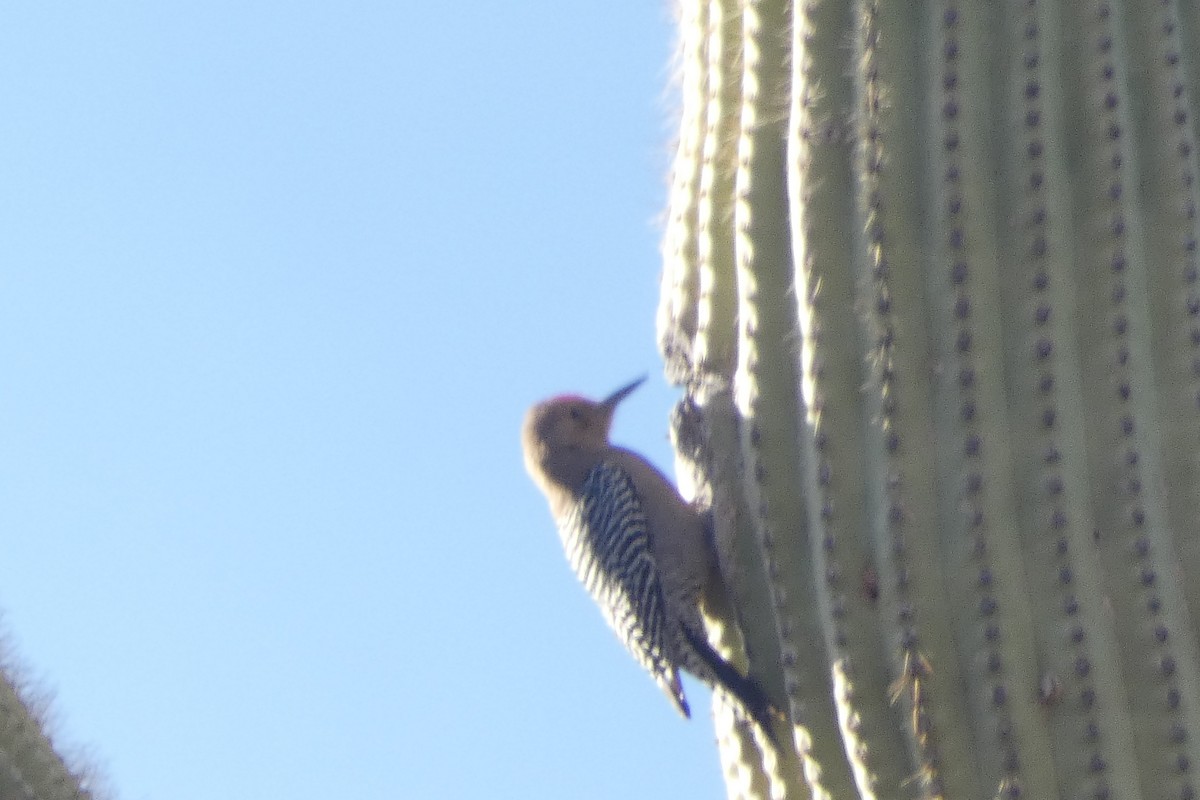 Pic des saguaros - ML617598064