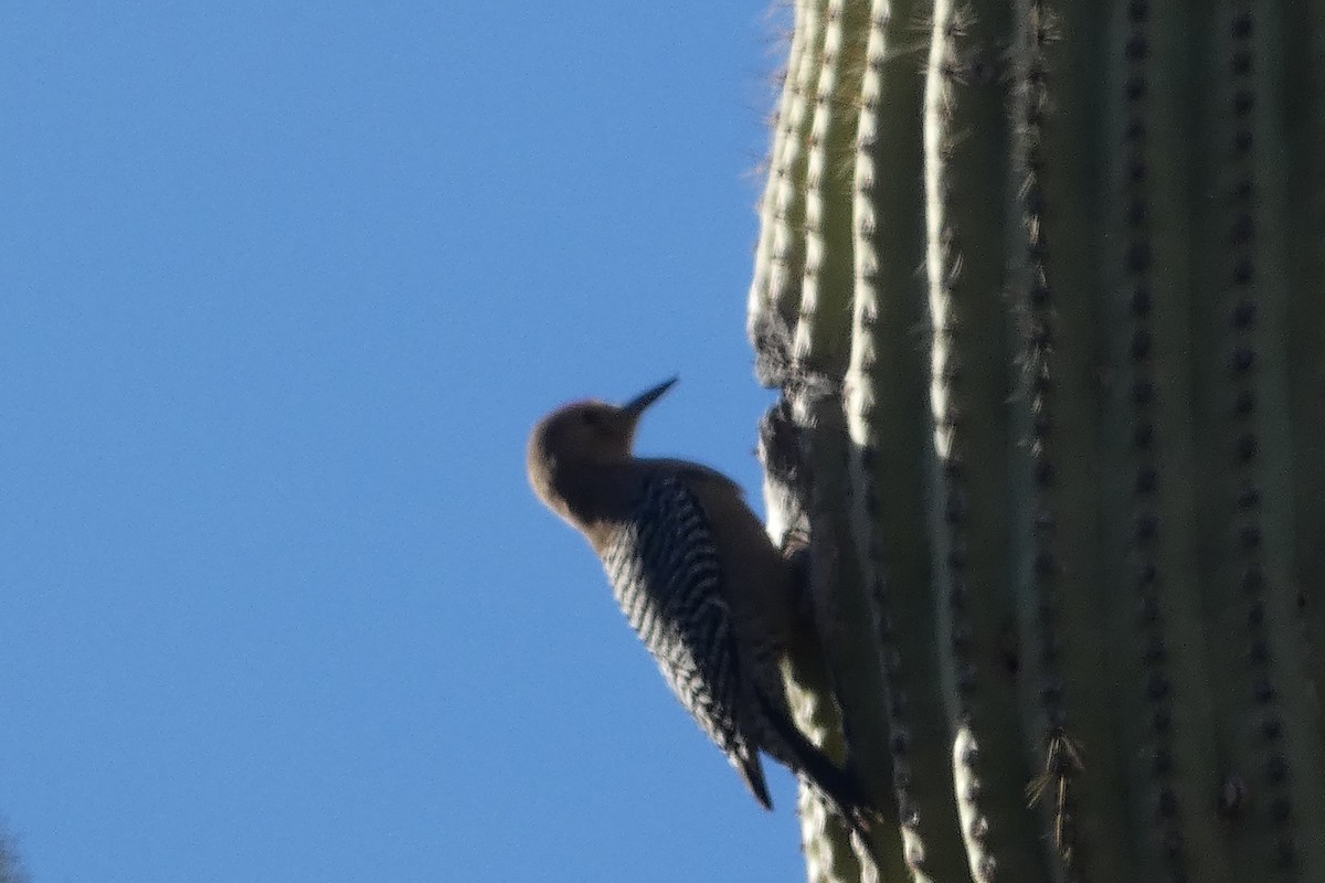 Pic des saguaros - ML617598065