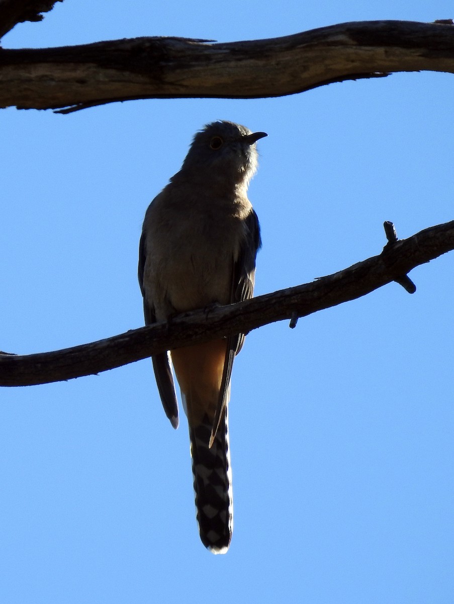 Fan-tailed Cuckoo - ML617598068