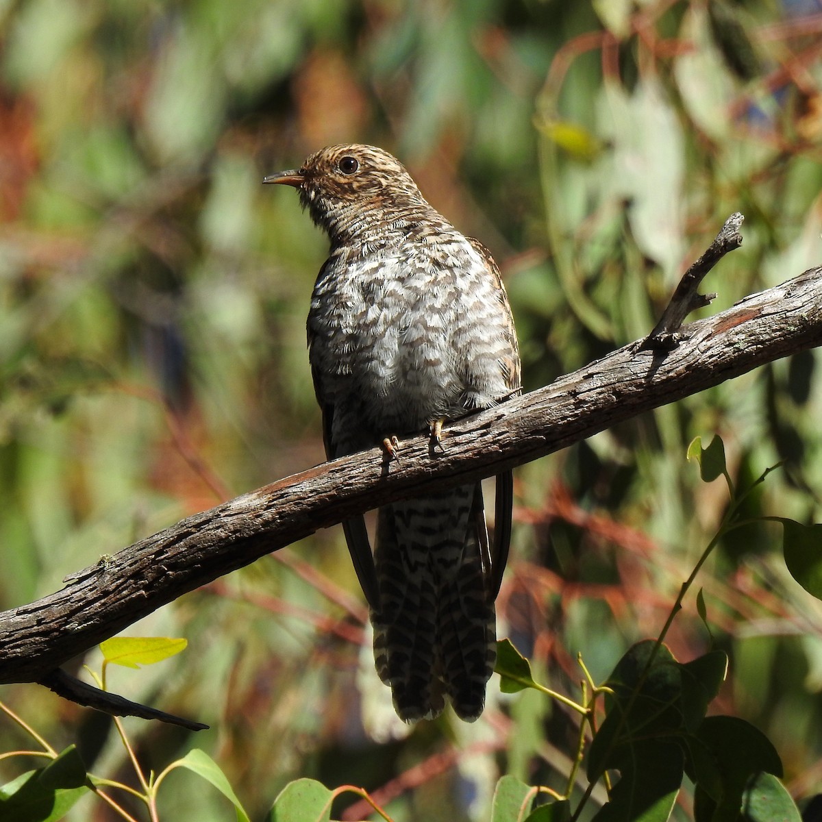 Fan-tailed Cuckoo - B Jenkins