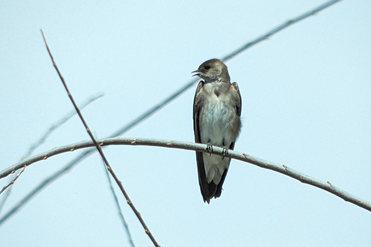 Northern Rough-winged Swallow - ML617598087
