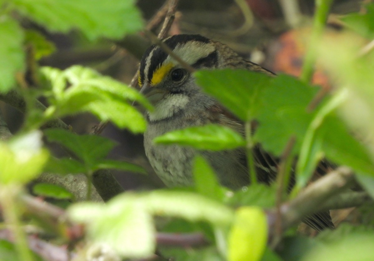 White-throated Sparrow - Rudyard Wallen
