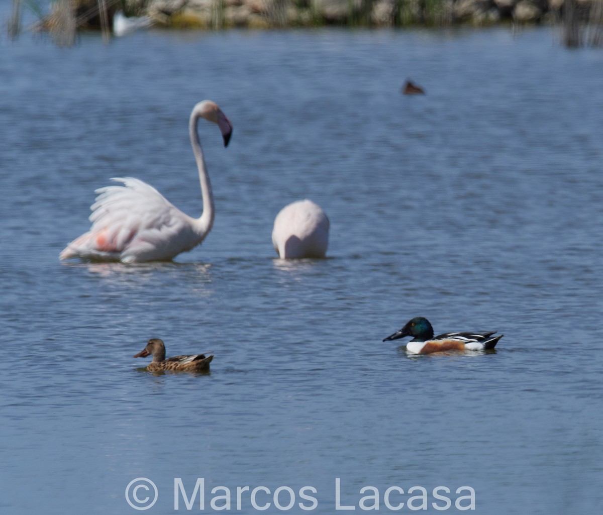 Greater Flamingo - ML617598166