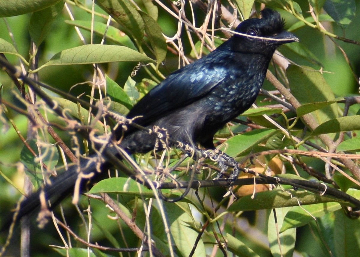 Greater Racket-tailed Drongo - ML617598211