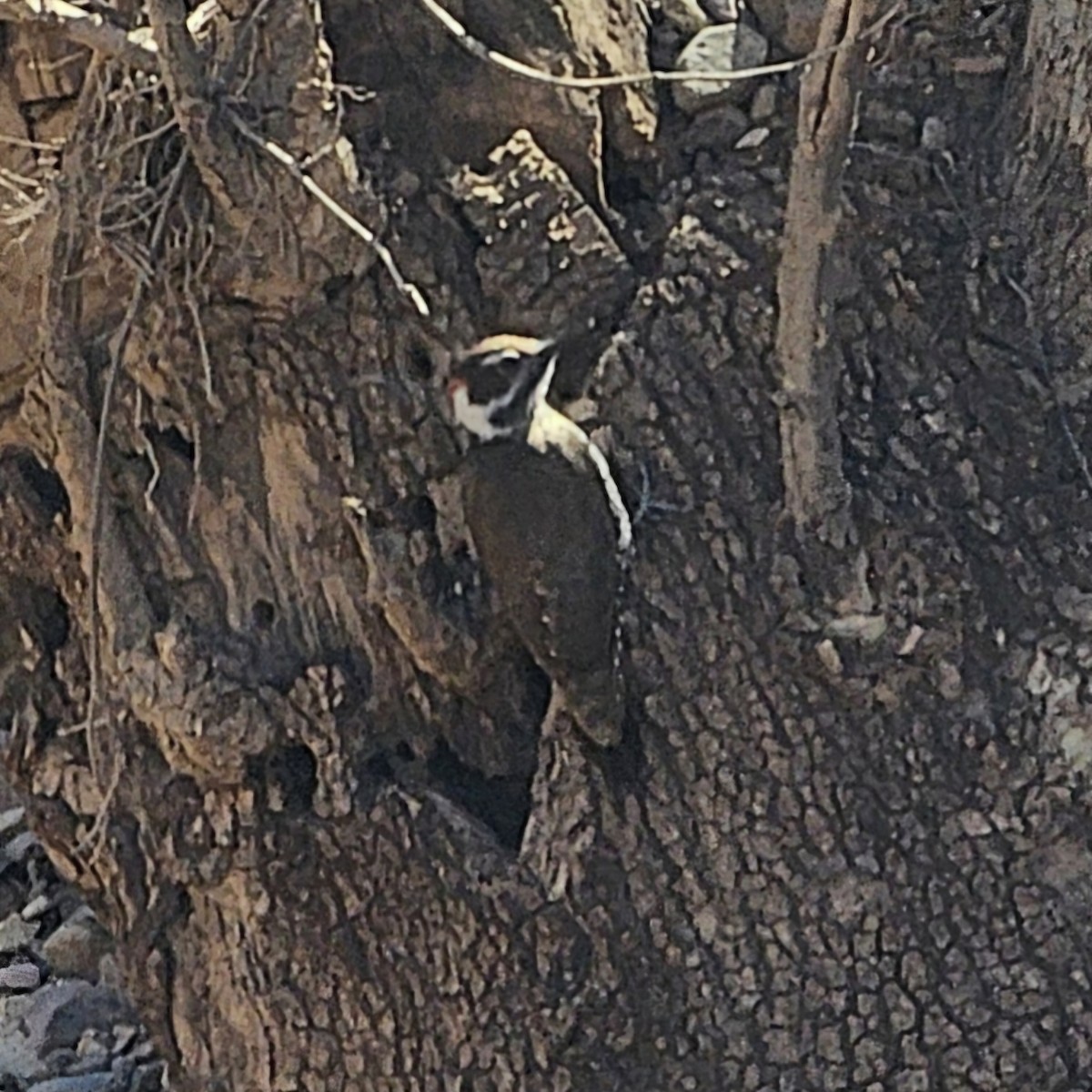 Arizona Woodpecker - Graeme Hinde