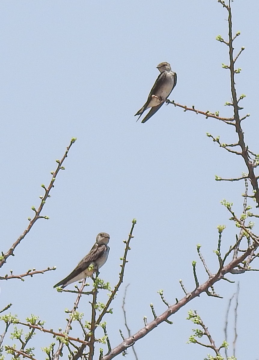 Northern Rough-winged Swallow - ML617598221