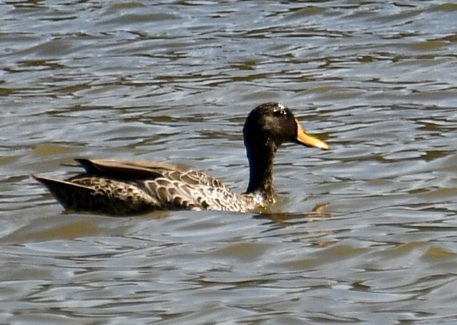 Yellow-billed Duck - ML617598223