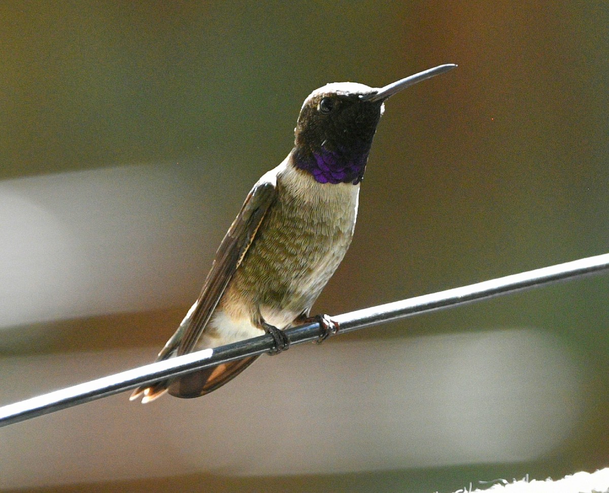 Black-chinned Hummingbird - Elizabeth Hawkins