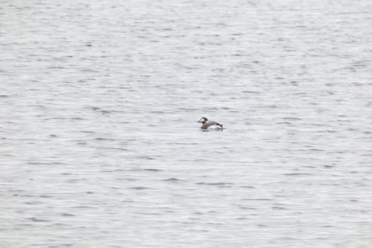 Long-tailed Duck - ML617598282