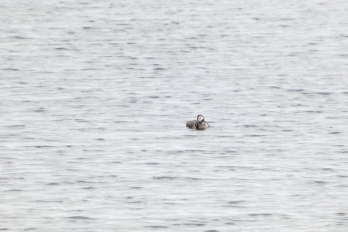 Long-tailed Duck - ML617598283