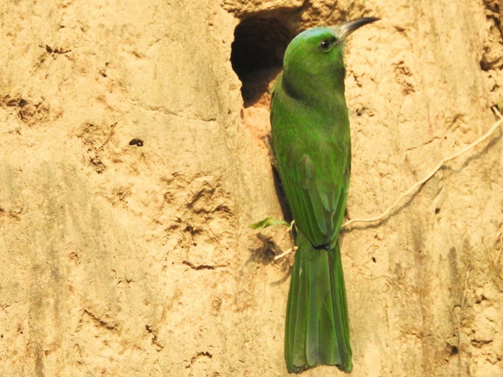 Blue-bearded Bee-eater - Aniruddha Ghosh