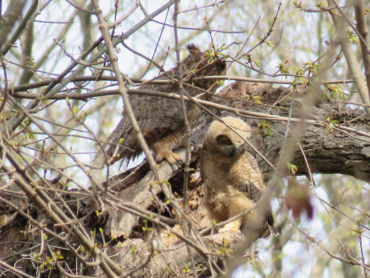 Great Horned Owl - ML617598350
