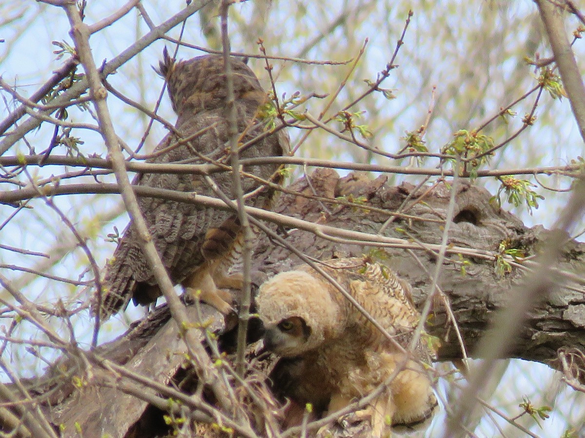 Great Horned Owl - Christine W.