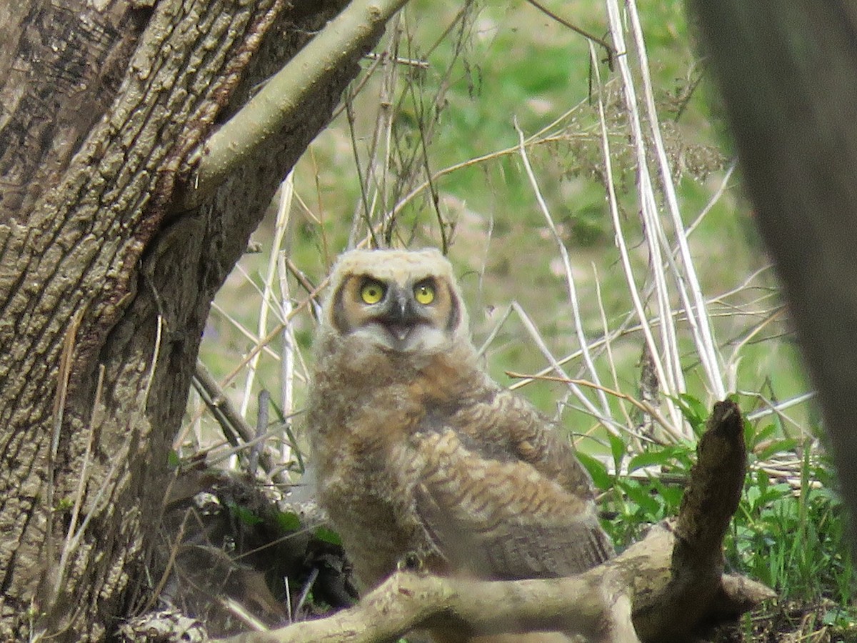 Great Horned Owl - ML617598358