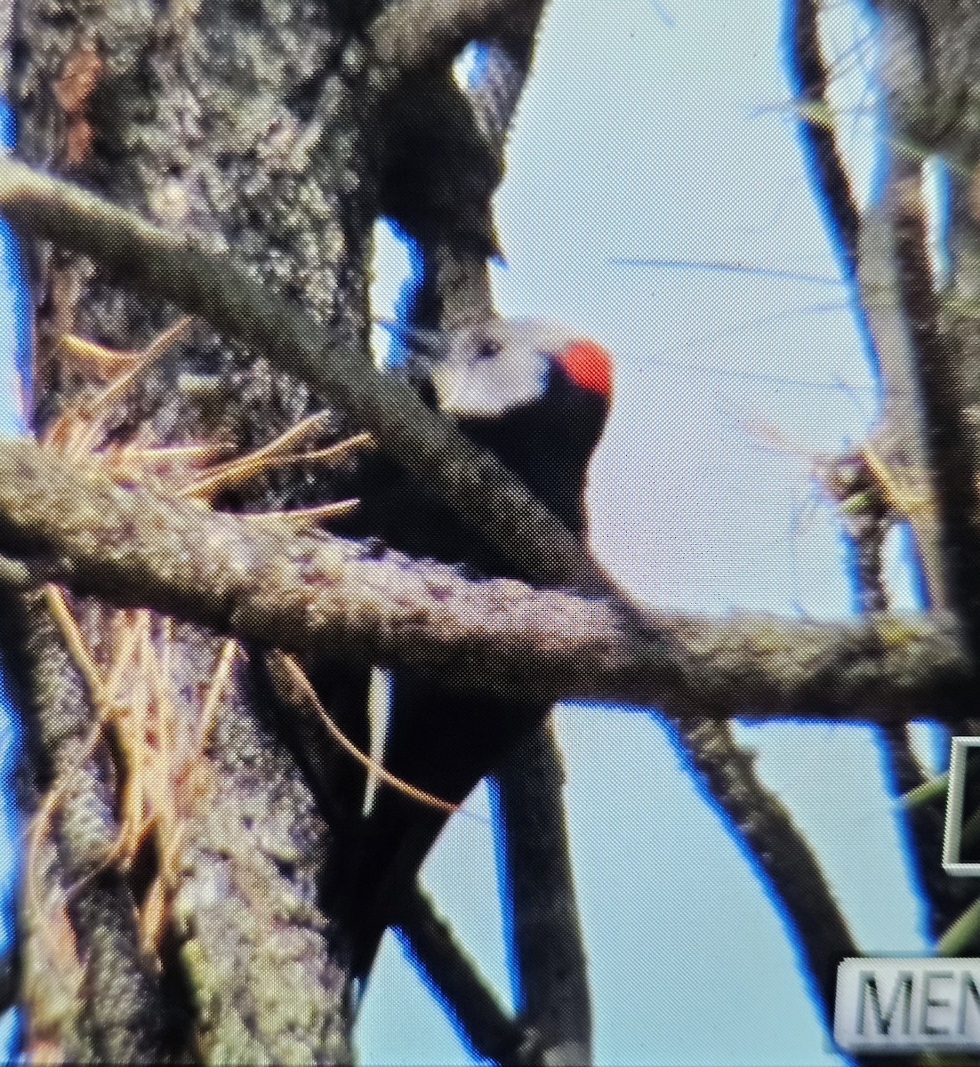 White-headed Woodpecker - ML617598441