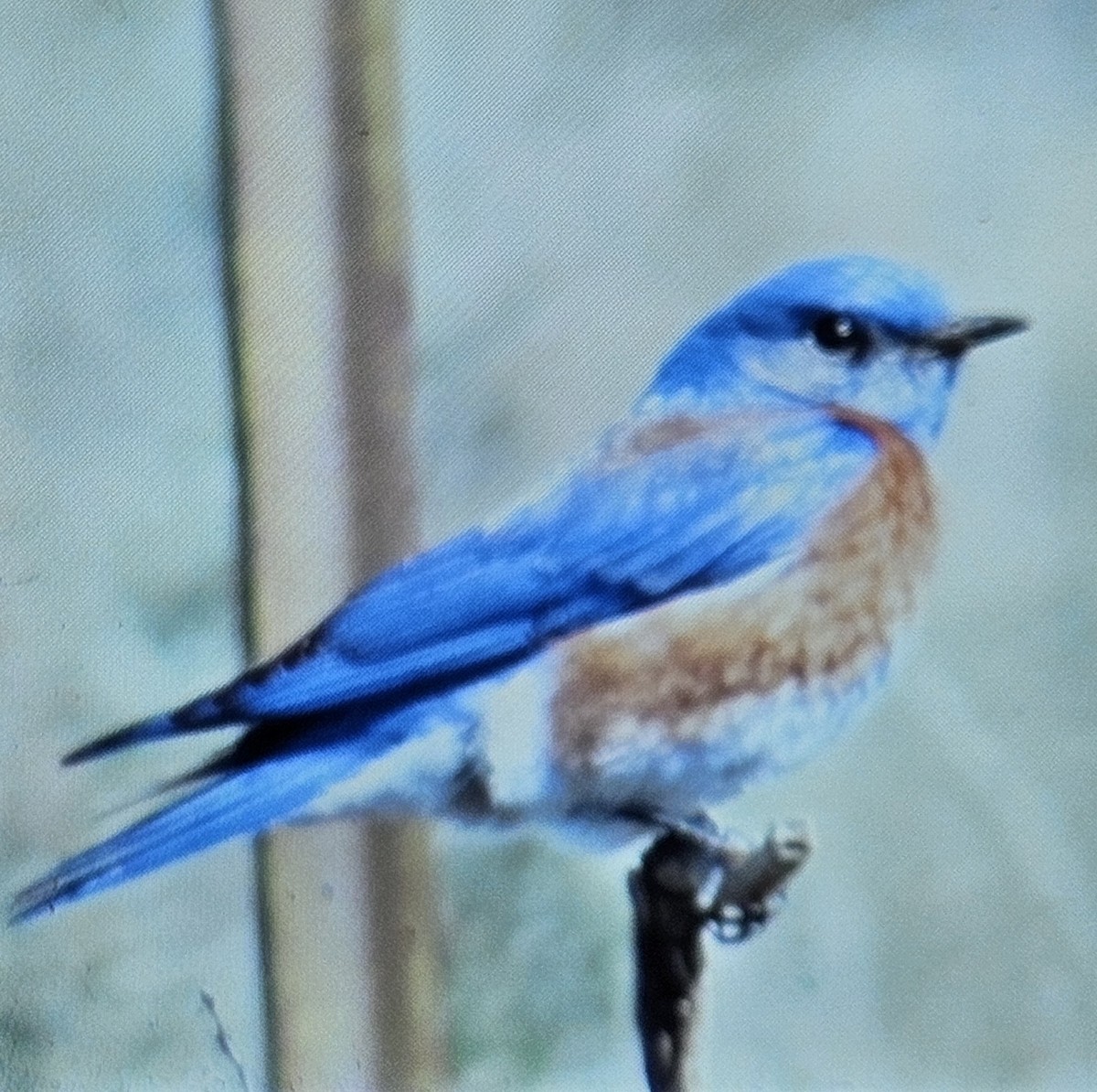 Western Bluebird - ML617598453