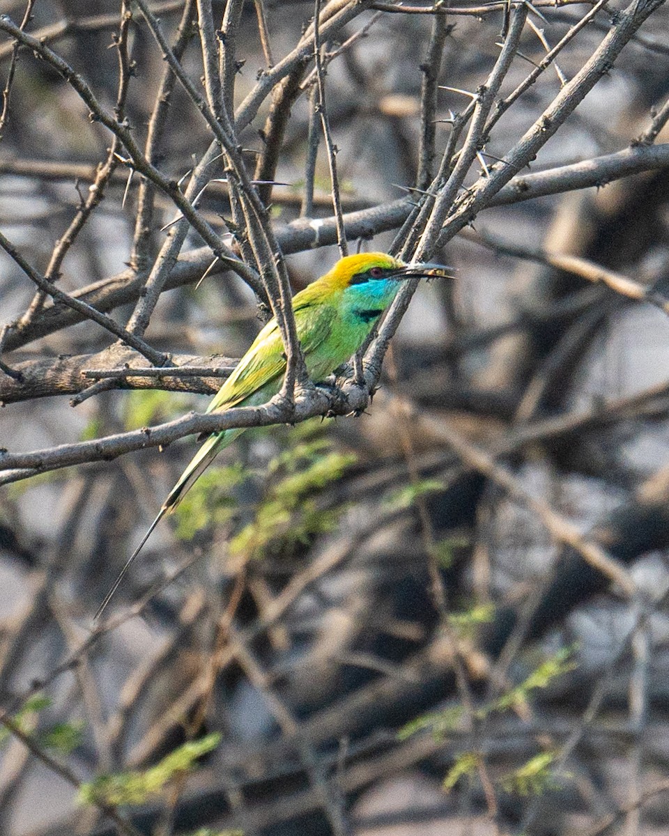 Asian Green Bee-eater - ML617598543