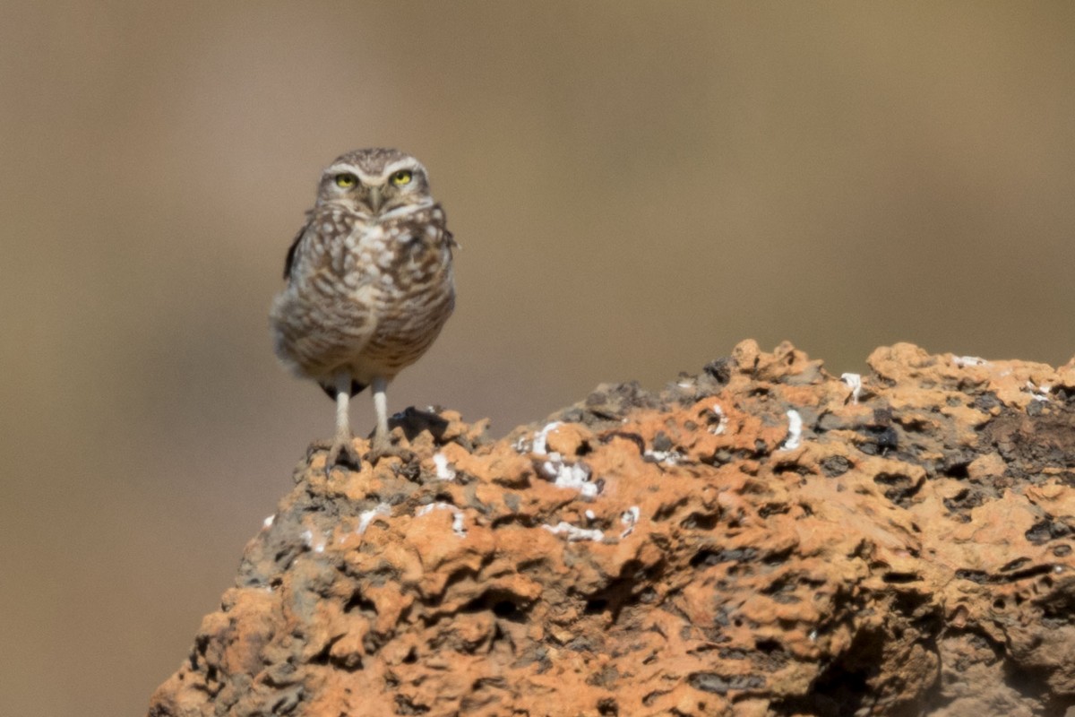 Burrowing Owl - Andreas Trepte