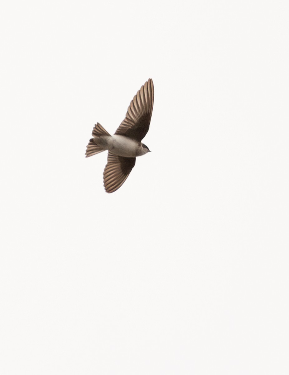 Northern Rough-winged Swallow - ML617598556